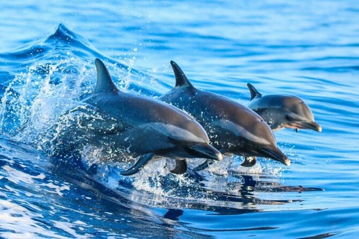  FROM KIZIMKAZI A DOLPHIN TOUR